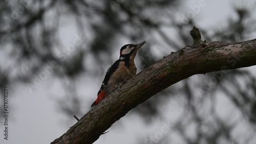 The Woodland Drummer: A Glimpse of the Great Spotted Woodpecker