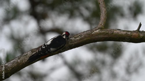 The Woodland Drummer: A Glimpse of the Great Spotted Woodpecker