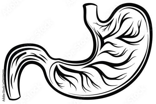Simplified stomach with internal contents highlighted, showcasing a strong, modern anatomical presentation