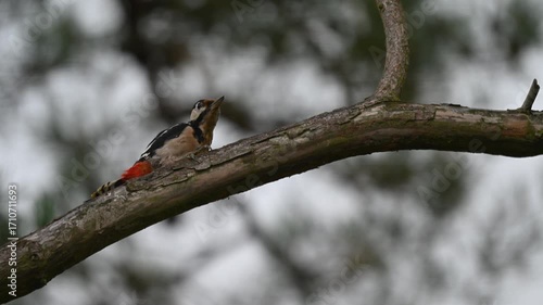 The Woodland Drummer: A Glimpse of the Great Spotted Woodpecker