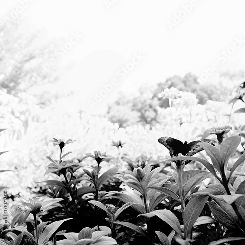 white flowers on blue background