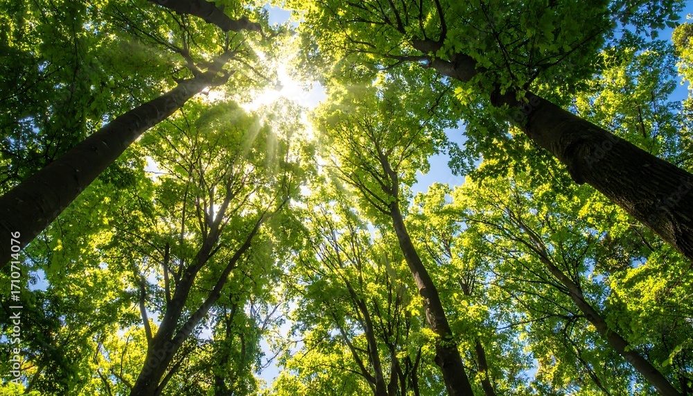 Obraz premium Sunlight Piercing Lush Forest Canopy