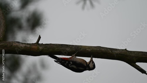 The Woodland Drummer: A Glimpse of the Great Spotted Woodpecker