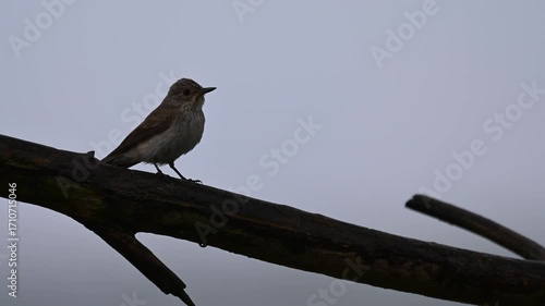 A Close-Up of a Flycatcher on a Branch