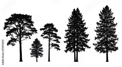 Silhouetted evergreen trees of varying heights against a white background