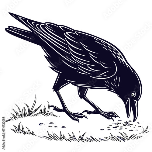 Black crow silhouette pecking seeds on white background silhouette isolated on white background