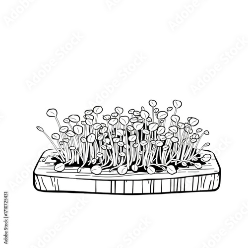 Fresh microgreens and sprouts on wooden board