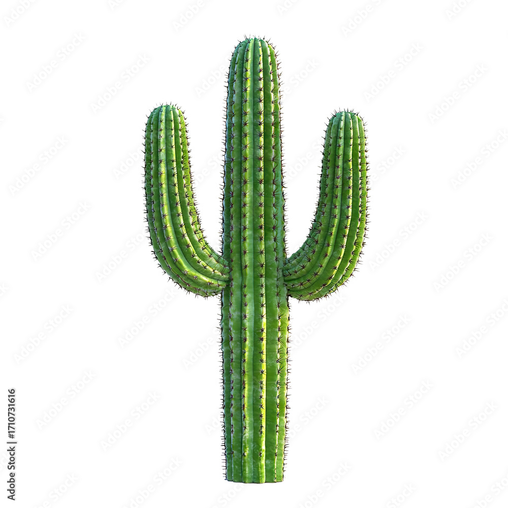 Naklejka premium Tall saguaro cactus, isolated on transparent cutout background