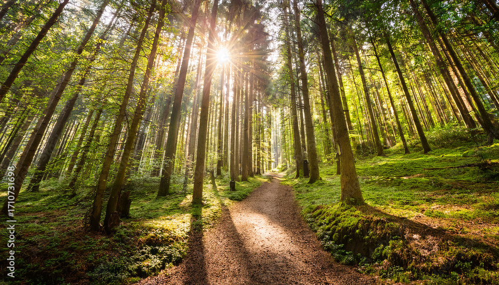 Obraz premium Healthy Forest Walk With Slow Breathing And Nature Immersion