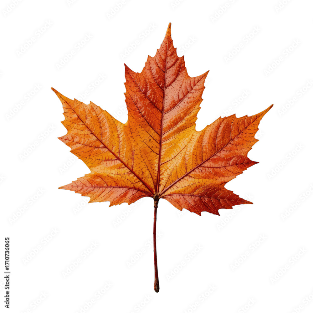 Obraz premium autumn maple leaf