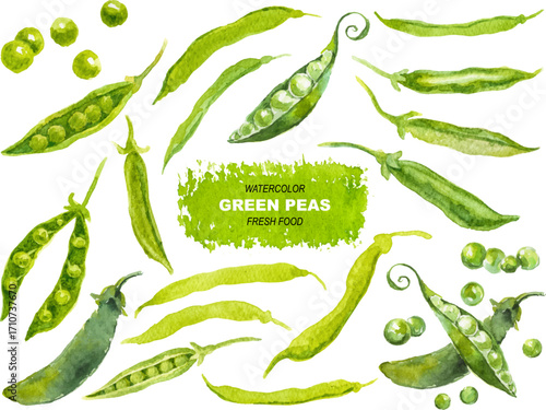 Vector watercolor painted green peas clipart