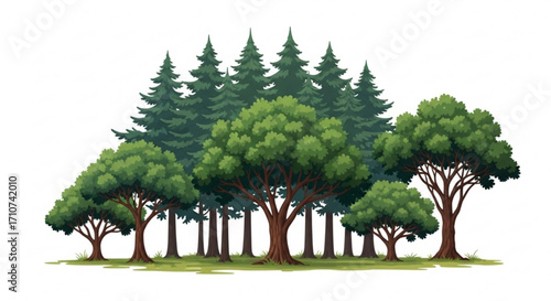 Illustration of forest landscape with evergreen trees and deciduous trees for graphic design projects