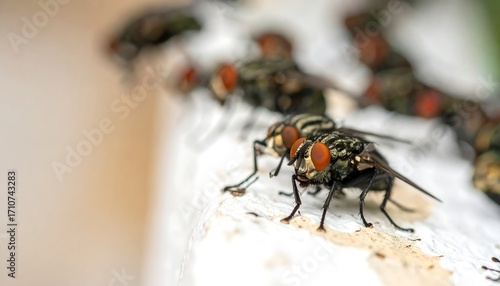 Close-up view of numerous flies clustered on a white surface, showcasing their intricate patterns and detailed features.