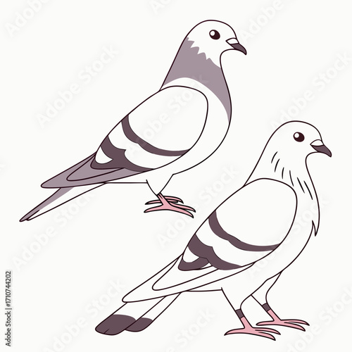 Two stylized cartoon pigeons standing side by side with simple line art and flat colors against a white background