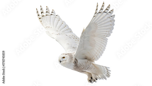 Snowy owl takes flight over a snowy landscape, showcasing its magnificent wings and pristine feathers under overcast skies of the snow below in a serene winter scene. On a transparent background