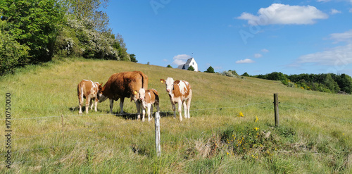 Danish countryside landscape with a cow and her small and bigger calves relaxing on a peaceful field on a hot sunny summer day and a traditional white church on the hill top 