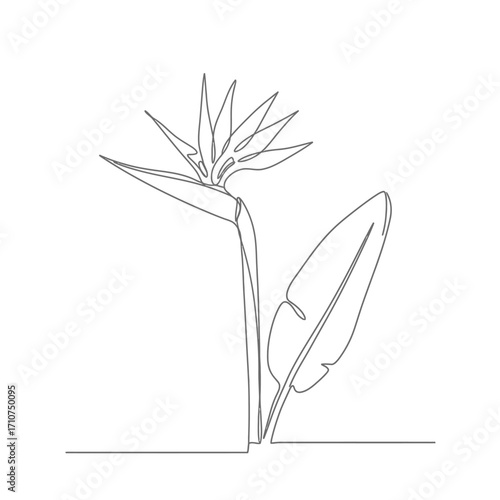 Continuous single line drawing of an exotic Strelitzia flower. Minimalist Bird of Paradise plant illustration in a modern botanical style