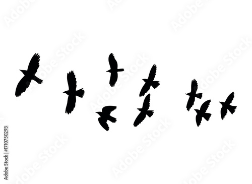 A flock of birds, black silhouette.