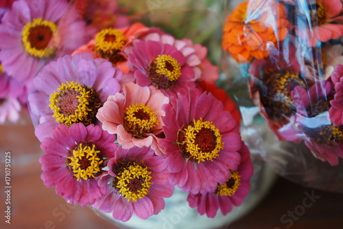 Colorful Zinnia Flowers - カラフルな百日草の花