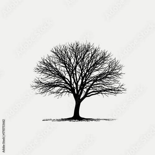 Bare tree silhouette with intricate branches isolated on white background