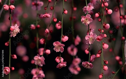 pink flowers in the garden