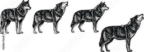 Hand drawn wolf illustrations, vintage wild animal sketch, howling and standing wolves, black and white wildlife drawing for nature, forest, and tattoo design.