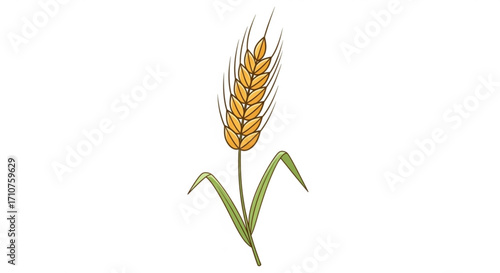 A detailed illustration of a wheat stalk, showcasing its golden grains and green leaves in a simple yet elegant design