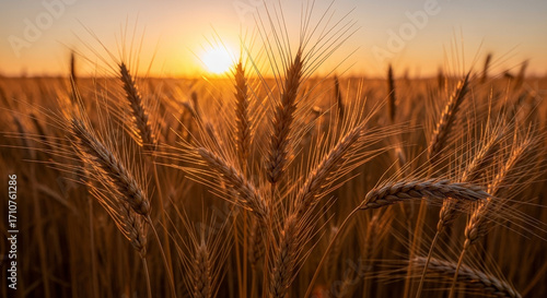Golden Wheat Field at Sunset with Dew Drops Nature Landscape