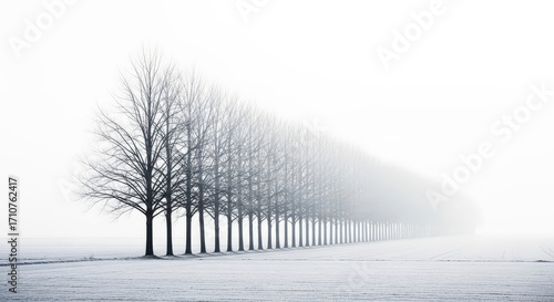Monochromatic Trees Vanishing into Mist in Winter Landscape Wide Shot of Trees in Row against White Sky Minimalist Design