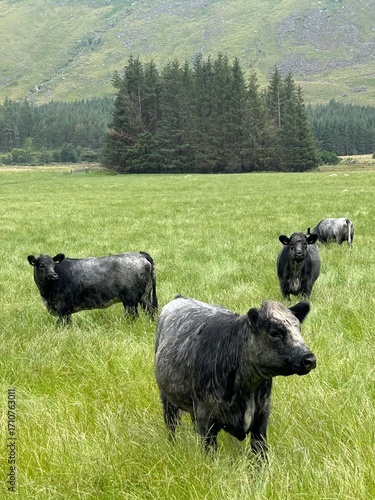 Vaches