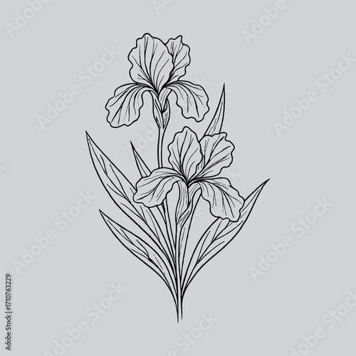 Iris Minimalist Botanical Line Art