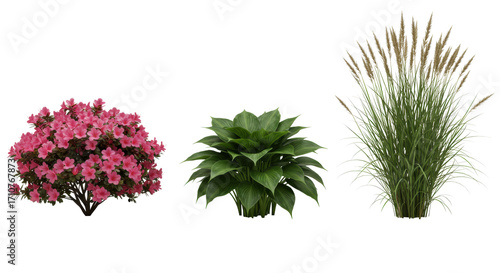 Vibrant pink azalea, lush green hosta, elegant feather reed grass in a horizontal row, isolated on seamless transparent, 45-degree studio lit, premium nursery plant display concept