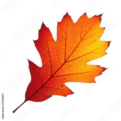 Vibrant autumn oak leaf with detailed veins isolated on transparent background