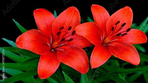 red lily flower