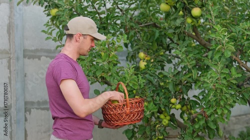 Close up shot of a man with basket picking apples from an apple tree