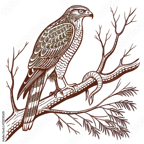 Detailed illustration of a hawk perched on a tree branch with a snake coiled nearby