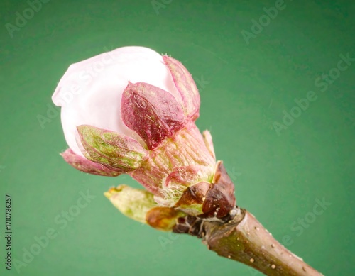 Close-up of a delicate flower bud (1)