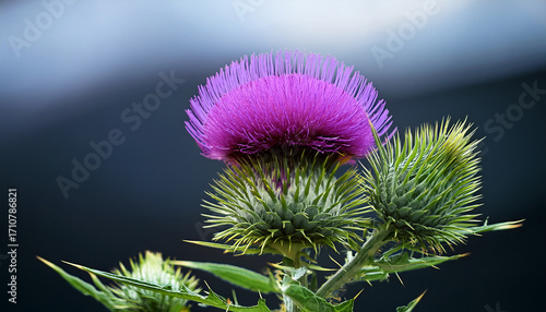 The Marian Thistle Known Alternatively As Scotch Thistle Is A Plant Species That Blooms