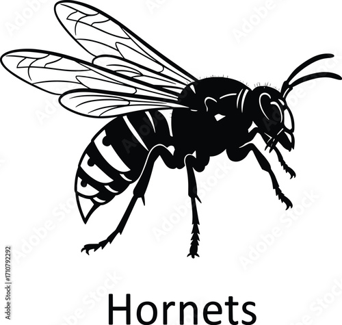 Detailed black and white vector illustration of hornet insect with wings and striped abdomen, symbolizing nature, wildlife, danger, aggression, and entomology study