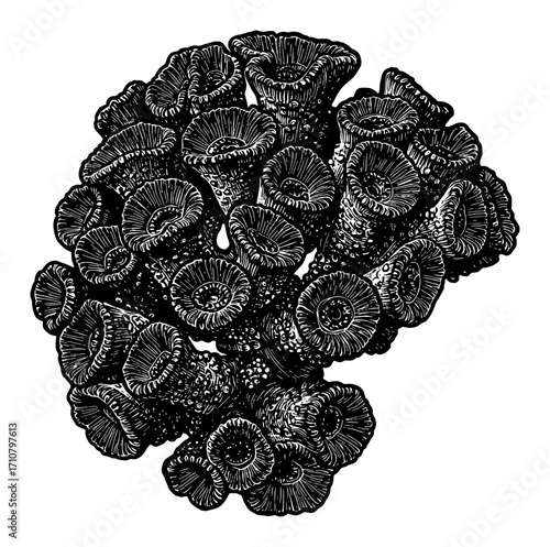 Pocillopora Coral Marine Life Vintage Black and White Outline Line Art Drawing Engraved Style