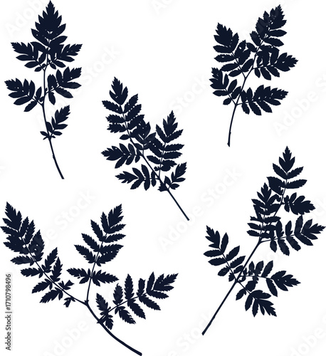 Dark Fern Leaves Silhouettes on White Background for Botanical Design