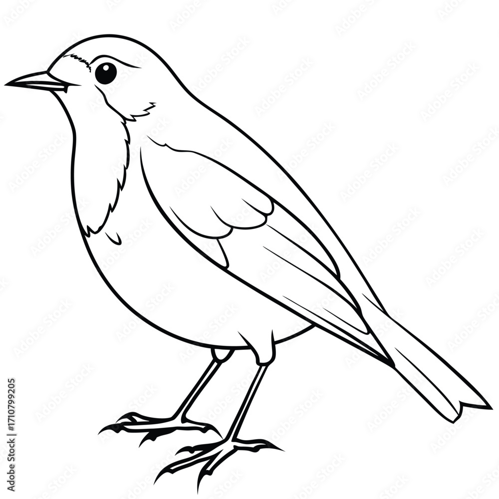 Obraz premium beautiful mocking bird 