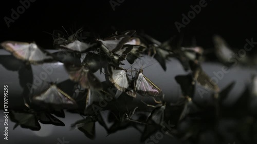 Les Piral du buis se rassemble.