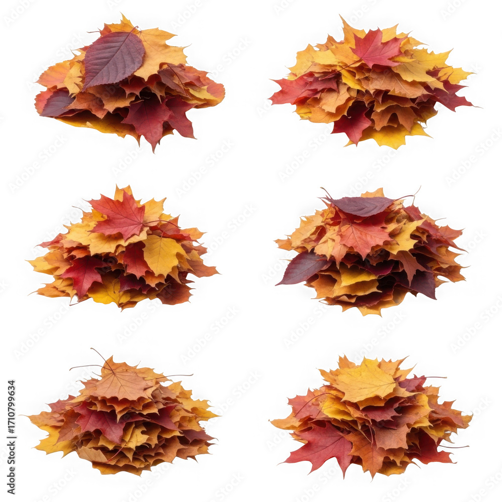 Fototapeta premium Six piles of vibrant autumn maple leaves isolated on transparent background