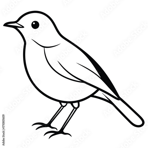 robin bird colorful vector 