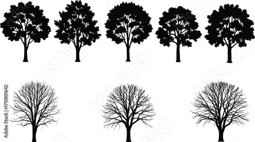 Tree silhouettes, seasonal contrast, leafy and leafless trees, botanical illustration, nature design, winter trees, foliage shapes, vector art, forest elements