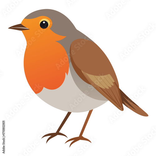 robin bird colorful vector 