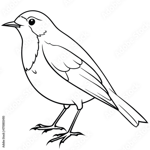 robin bird colorful vector 