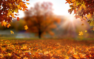 Colorful forest in sunlight. Autumn landscape with yellow trees and sun. Beautiful foliage in the park. 