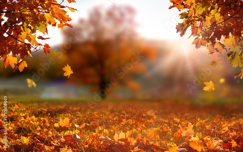 Colorful forest in sunlight. Autumn landscape with yellow trees and sun. Beautiful foliage in the park. 